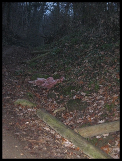 il bosco misterioso..